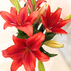 Bunches of Lilies